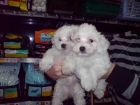 CACHORRITOS DE MALTES, PRECIOSOS 530 EUROS - mejor precio | unprecio.es
