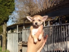 CACHORROS DE CHIHUAHUA 900 - mejor precio | unprecio.es