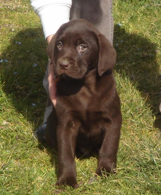 Cachorros de Labrador chocolate