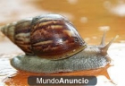 caracol gigante achatina fulica adulto - mejor precio | unprecio.es