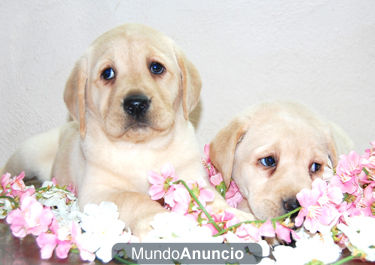 Labrador Retriever  cachorros   Hotelcan