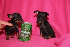 Pinscher Toy y Raton de Praga Malaga - mejor precio | unprecio.es