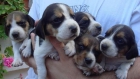 Preciosos cachorros Beagle ¡Precio económico! - mejor precio | unprecio.es