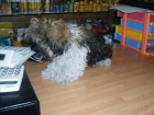 Shih tzu 260 euros - mejor precio | unprecio.es
