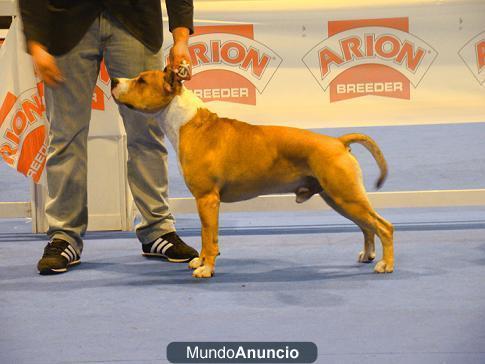 American Staffordshire Terrier para Show