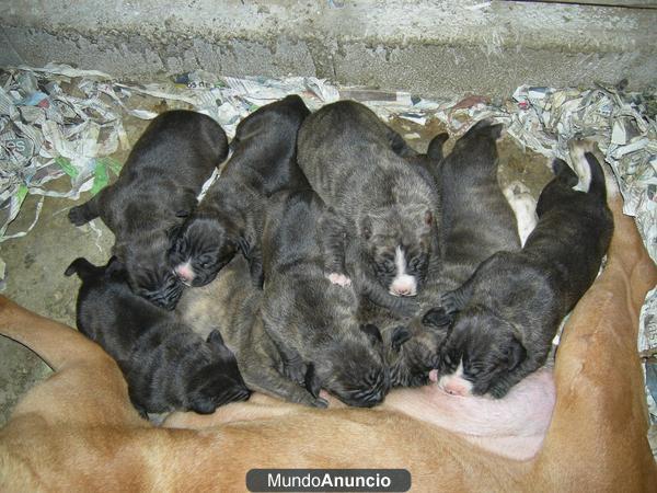 Bandog, Mastin Napolitano X American Pitbull