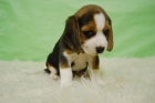 Beagle Preciosa y Exclusica Camada Machos y hembras - mejor precio | unprecio.es