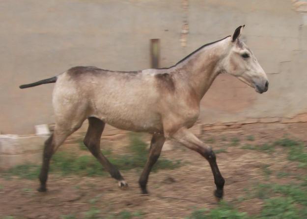 CABALLOS BAYONA -- POTRO BAYO LUSITANO