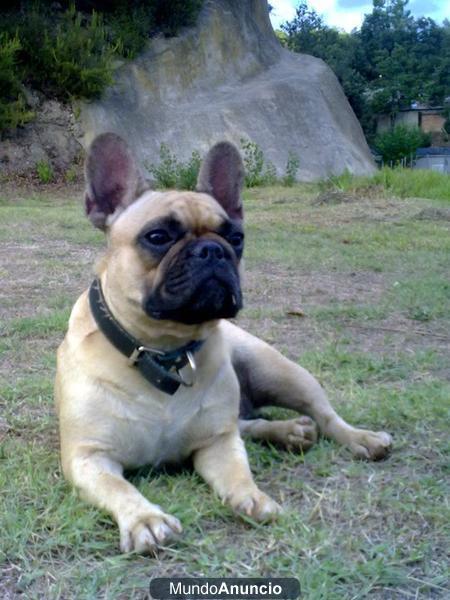 Cachorros Bulldog Frances Maspalomas