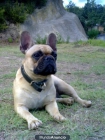 Cachorros Bulldog Frances Maspalomas - mejor precio | unprecio.es