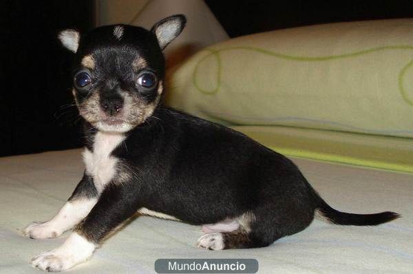 chihuahua listo para entregar por 400