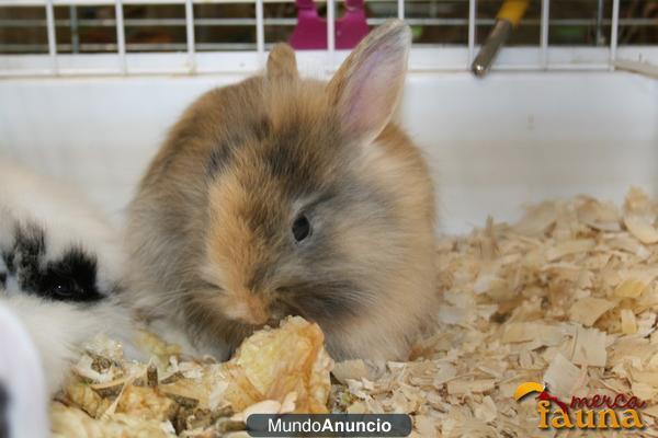 Conejos Belier y Conejos de Angora en venta