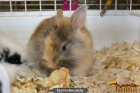 Conejos Belier y Conejos de Angora en venta - mejor precio | unprecio.es