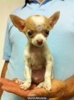 Excelente camada de Chihuahuas - mejor precio | unprecio.es