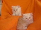 gatitos persas muy graciosos - mejor precio | unprecio.es