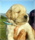 Golden Retriever. Cachorros disponibles de Charola Mississippi y Blondy - mejor precio | unprecio.es