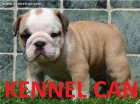 nueva camada de bulldog ingles kennel can - mejor precio | unprecio.es