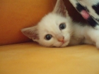 Regalo gatito blanco - mejor precio | unprecio.es