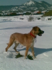 regalo perro - mejor precio | unprecio.es