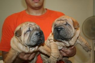 Shar pei de 2 meses arrugadisimos