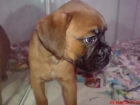 BOXER , perros, cachorros, criadero, venta. Dinámico, impetuoso, dominante, es un perro de carácter franco. Debe ser eq - mejor precio | unprecio.es
