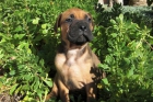 cachorros de BULLMASTIFF - mejor precio | unprecio.es