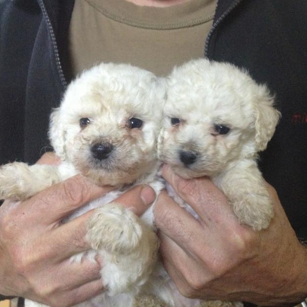 Caniche toy Disponibles para entregarse. Pedigre Loe