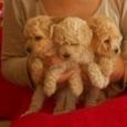 Caniches Toys. Visitanos !