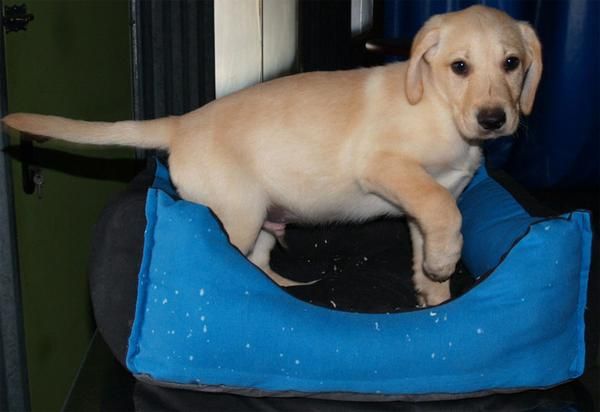 Impresionantes cachorros de Labrador pura raza