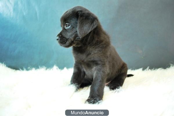 Labrador cachorros en color negro