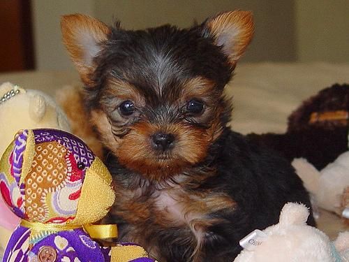 Peluches de yorkshire terrier machos con buen pedigree 125