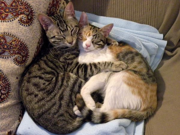 REGALO 2 GATOS - BCN