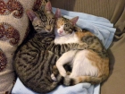 REGALO 2 GATOS - BCN - mejor precio | unprecio.es