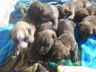 se venden cachorros boxer - mejor precio | unprecio.es