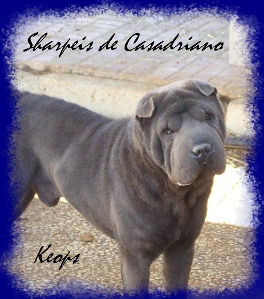 SHAR PEI AZUL AMERICANO PARA MONTAS