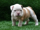 VENDO FENOTIPADOS Y ULTIMOS CACHORROS AMERICAN PIT BULL TERRIER RED NOSE - mejor precio | unprecio.es