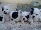 Bulldog Frances, extraordinarios cachorros - mejor precio | unprecio.es
