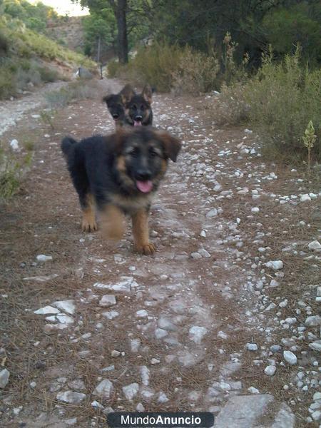 cachorrod de pastor aleman