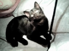 doy en adopcion gatita negra de 3 meses encontrada en el camping de zaragoza - mejor precio | unprecio.es