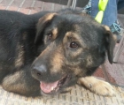 DUBY el eterno cachorro - mejor precio | unprecio.es