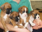 Excelentes ejemplares de Bulldog Ingles (machos y hembras) 100euros - mejor precio | unprecio.es