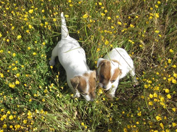 Jacks Russells cachorros con pedigri naranjas y blancos