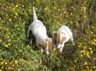 Jacks Russells cachorros con pedigri naranjas y blancos - mejor precio | unprecio.es