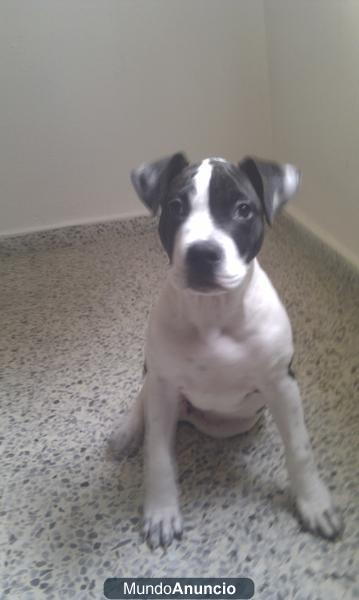 se vende american stanfford