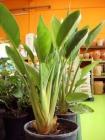 Strelitzia reginae ( ave del paríso) - mejor precio | unprecio.es