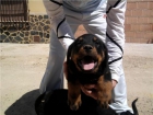 Ultimos cachorros hijos de campeones - mejor precio | unprecio.es