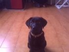 vendo precioso cahorro de labrador hembra, color negro - mejor precio | unprecio.es