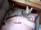 Nube, gatita muy cariñosa - en Madrid - mejor precio | unprecio.es