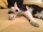 Adopta a pirata, gato de 1año y medio - mejor precio | unprecio.es