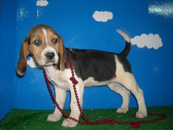 Cachorros de Beagle con pedigrí 450